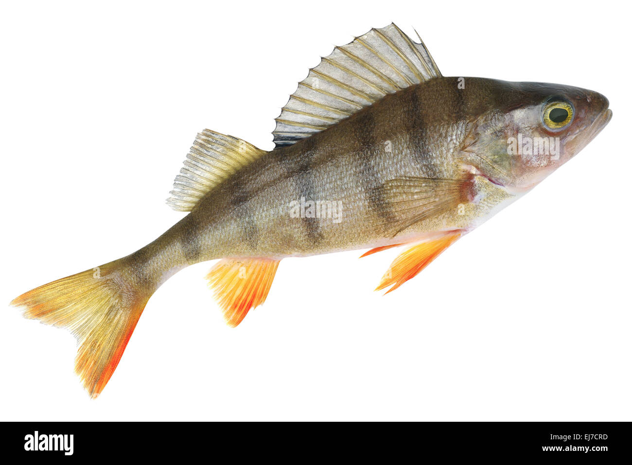 Small lake form of European perch. Place fishing stated in geotagging file Stock Photo