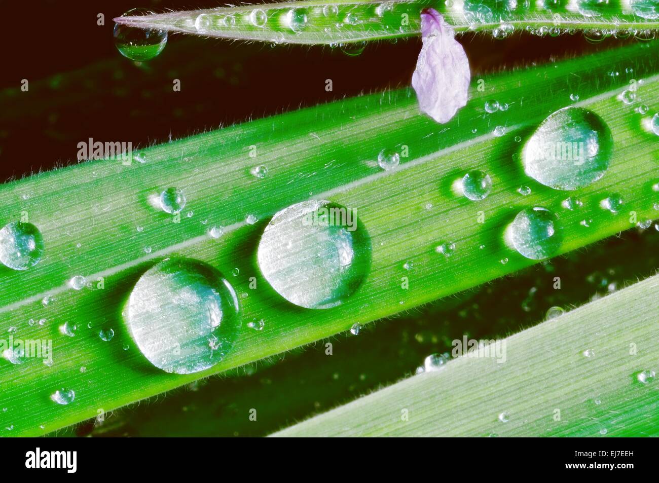 Beads on the blade of grass Stock Photo