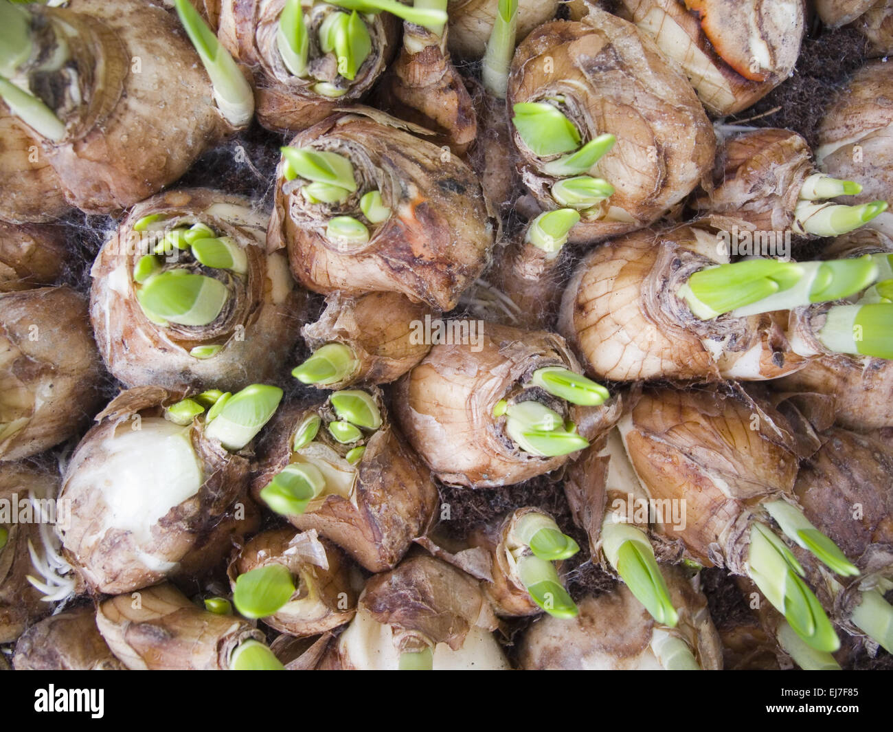 bulb of plants Stock Photo Alamy