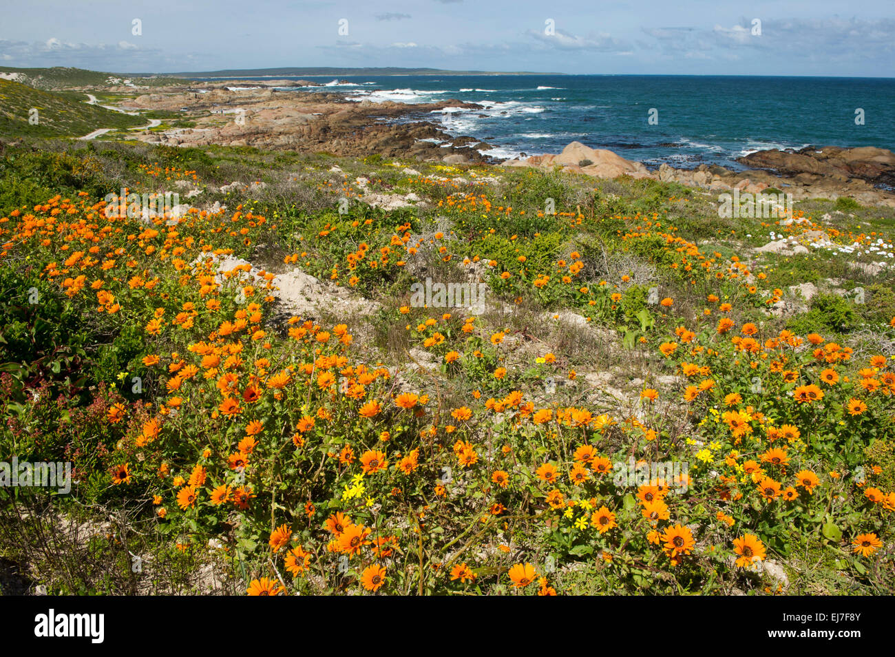 Spring flowers, Cape Columbine Nature Reserve, Paternoster, South ...