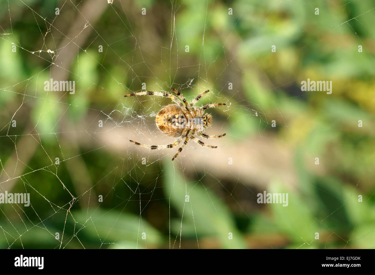 European Garden Spider Stock Photo
