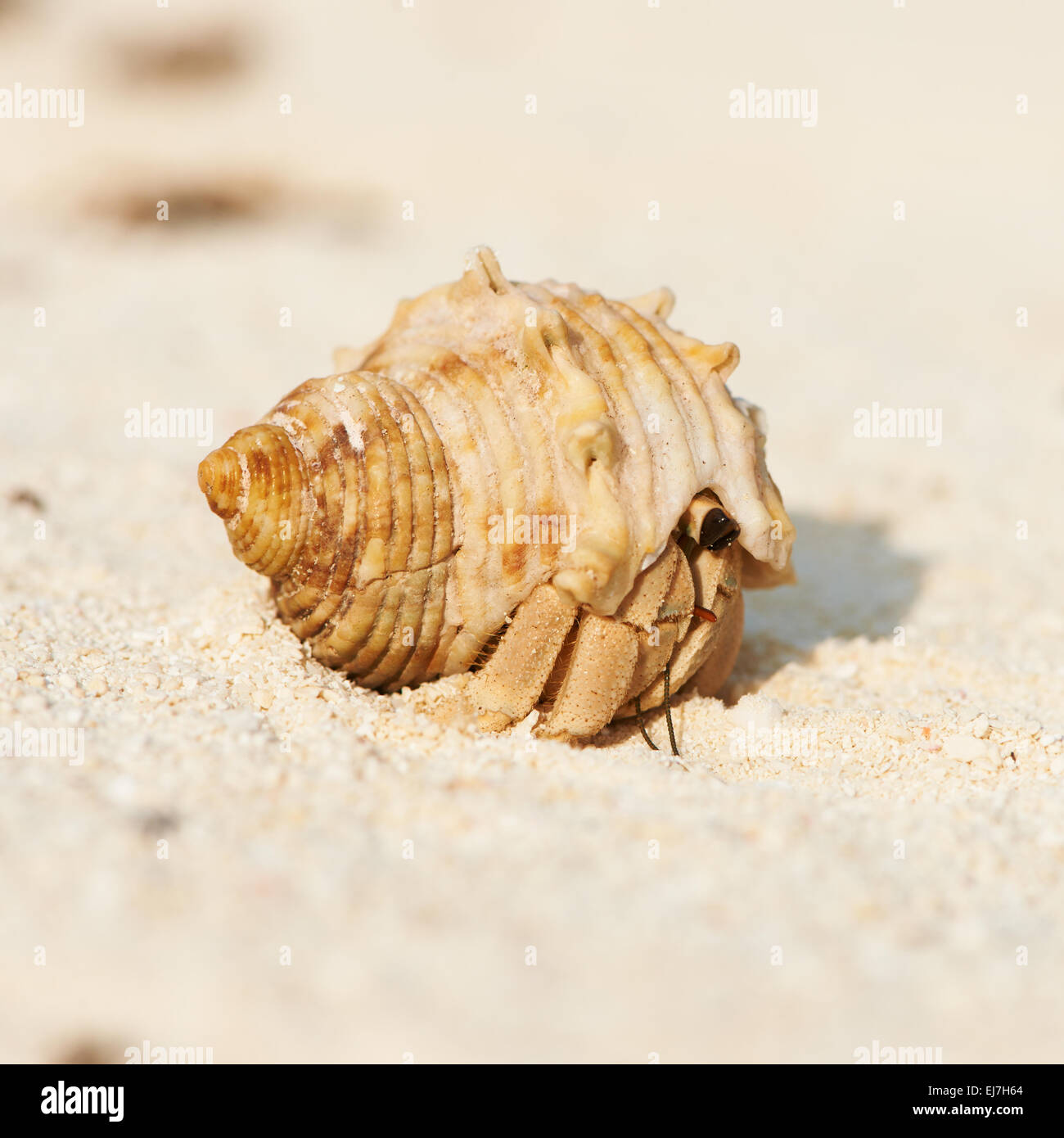Hermit crab at beach Stock Photo - Alamy
