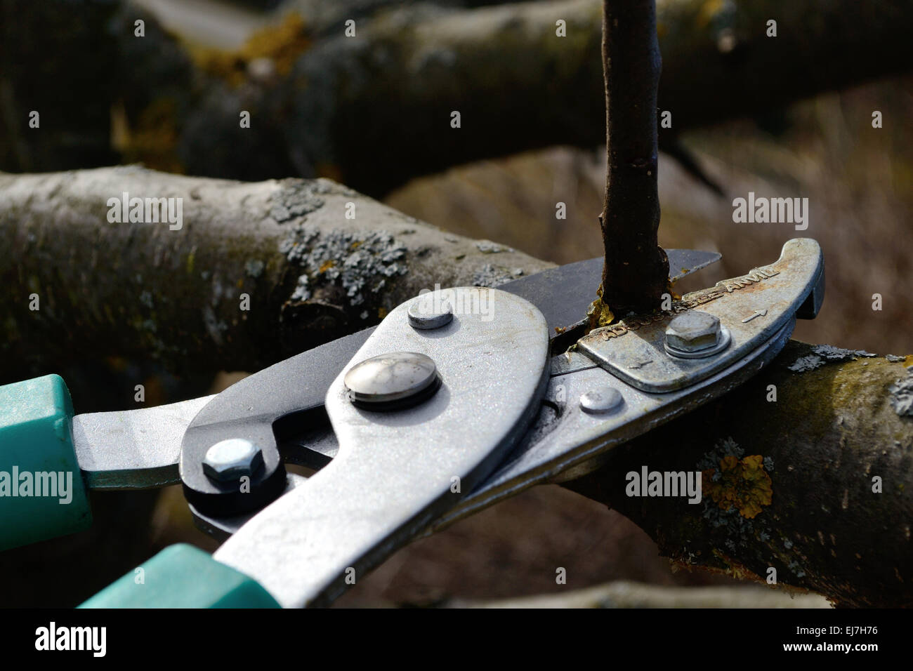 Person cuts fruit tree - detail Stock Photo