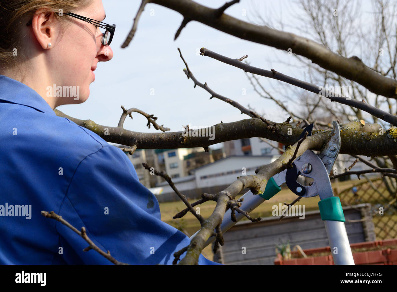 young woman winter pruning Stock Photo