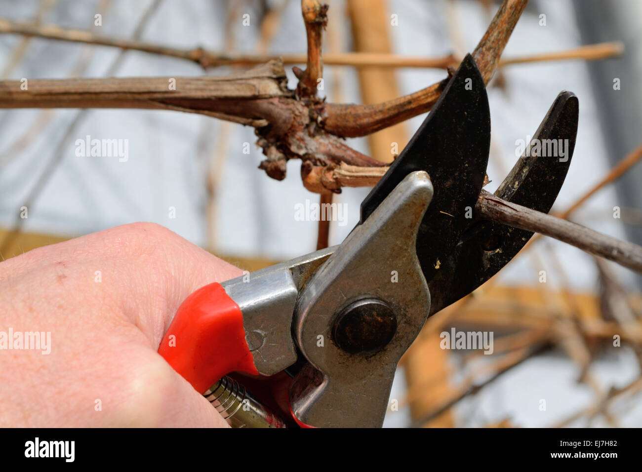 Person cuts grapevine Stock Photo