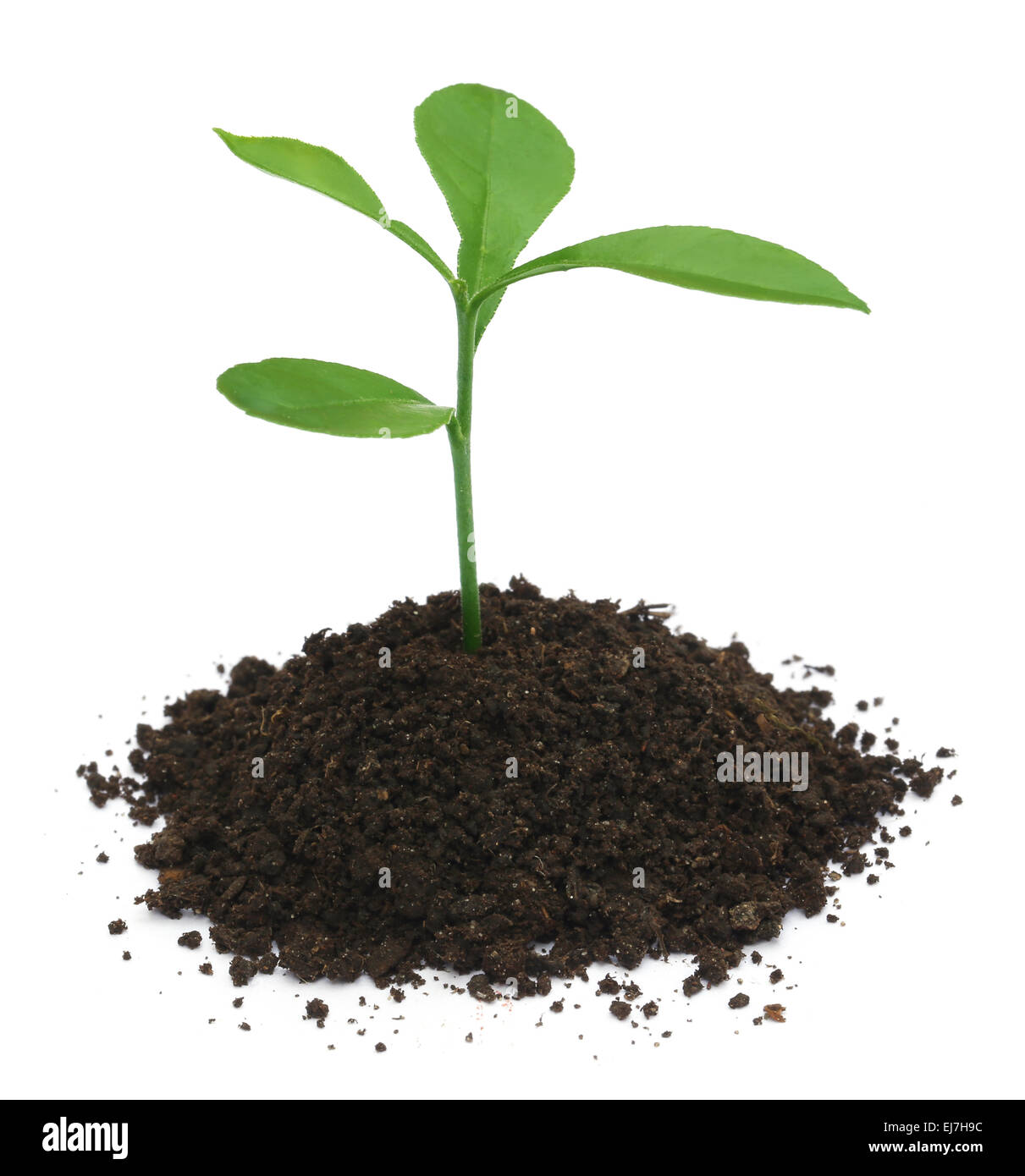 Plant in fertile soil over white background Stock Photo