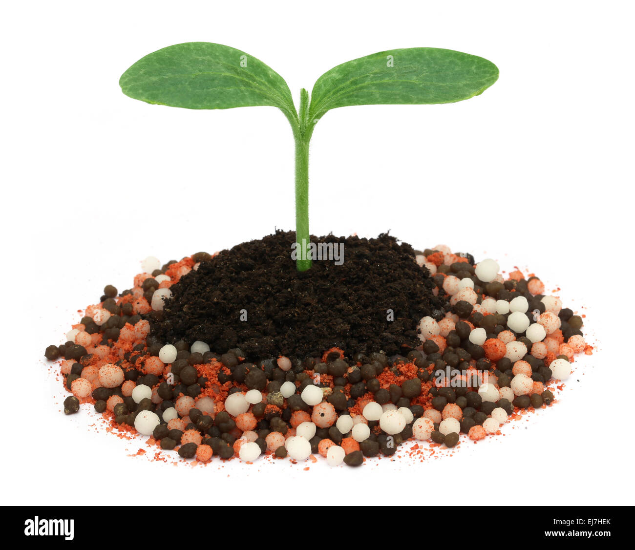 Plant in chemical fertilizer over white background Stock Photo