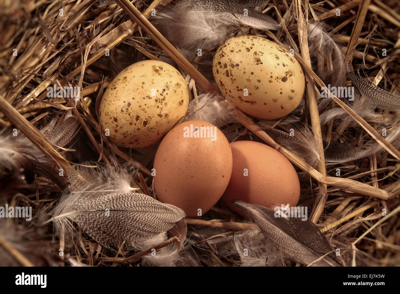 Domestic eggs in straw with feathers Stock Photo - Alamy