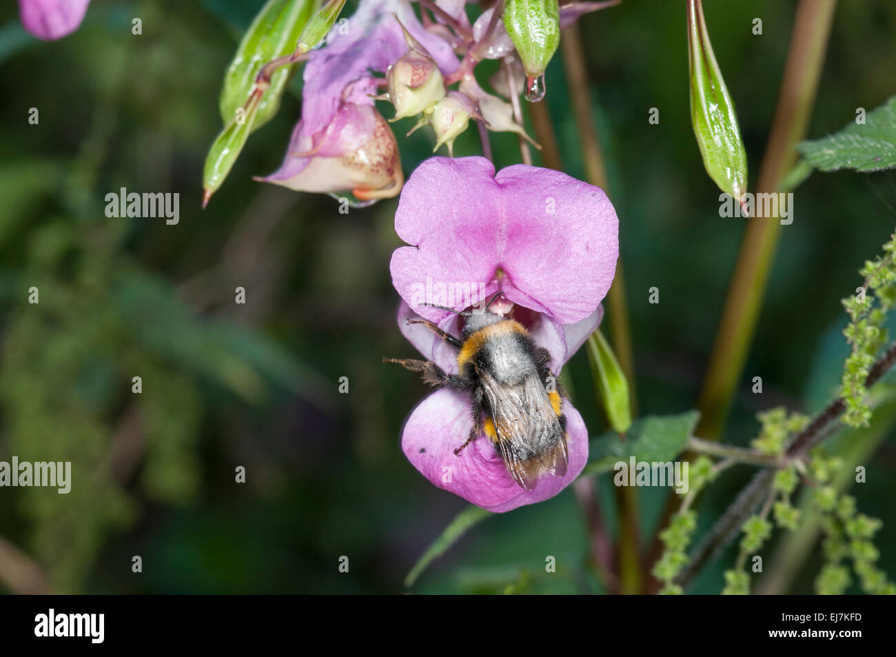 Bumblebee: Bombus sp. pollinating Himalayan Balsam: Impatiens glandulifera. Surrey, England Stock Photo