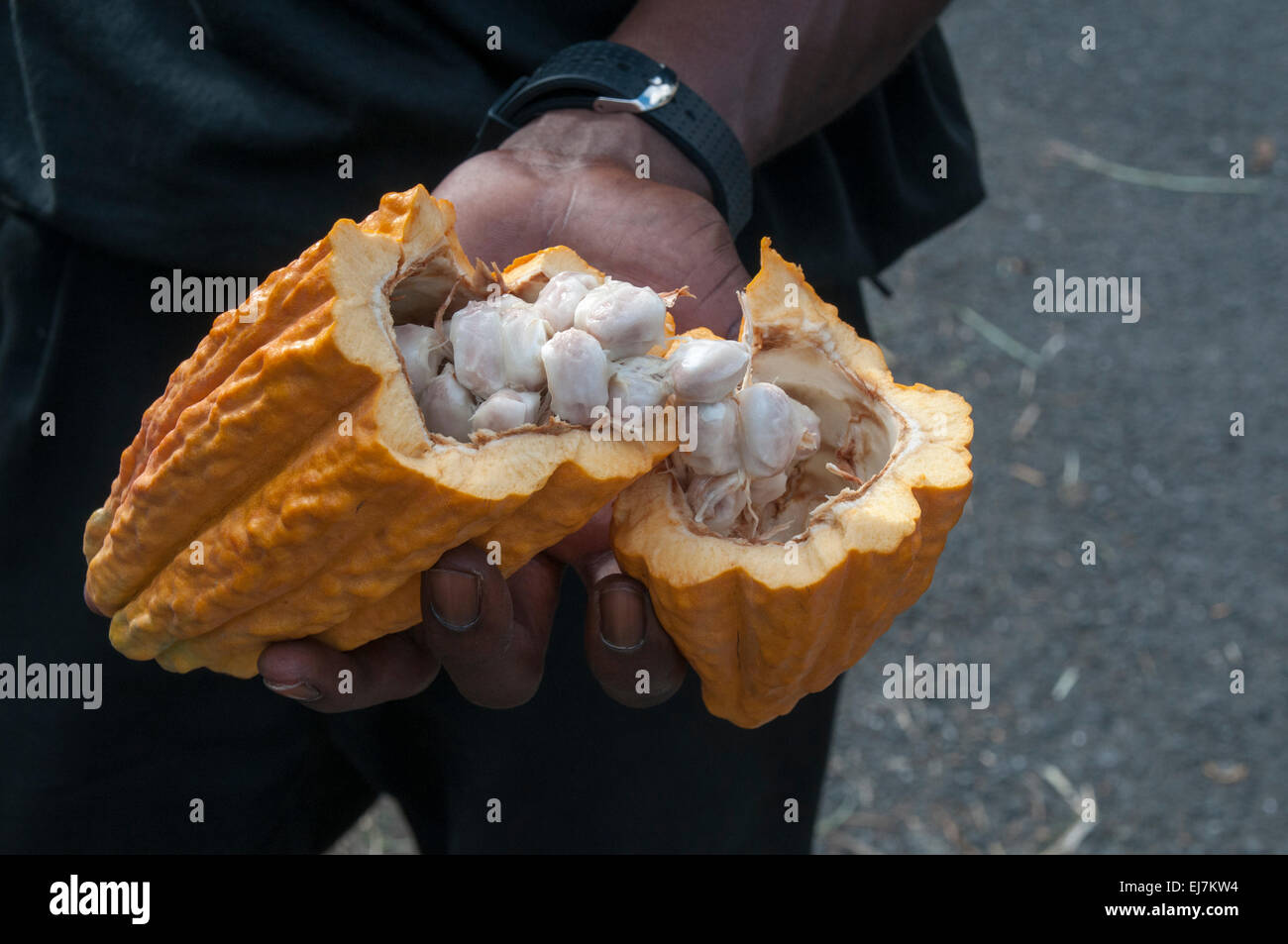 An important agricultural product for the tropical island Grenada in the Caribbean is cocoa bean for chocolate production. Stock Photo