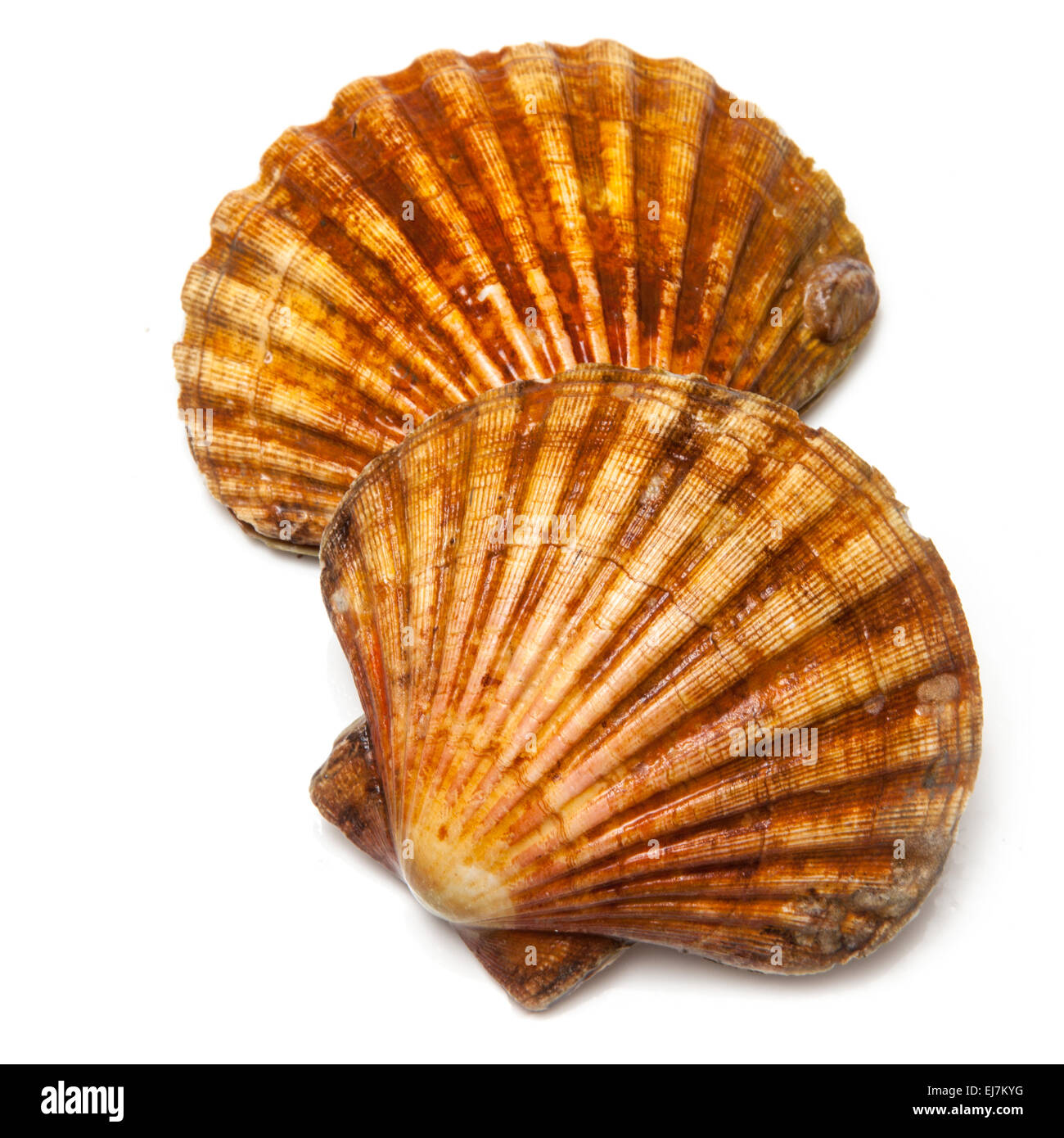 Fresh Scallops saltwater clams isolated on a white studio background