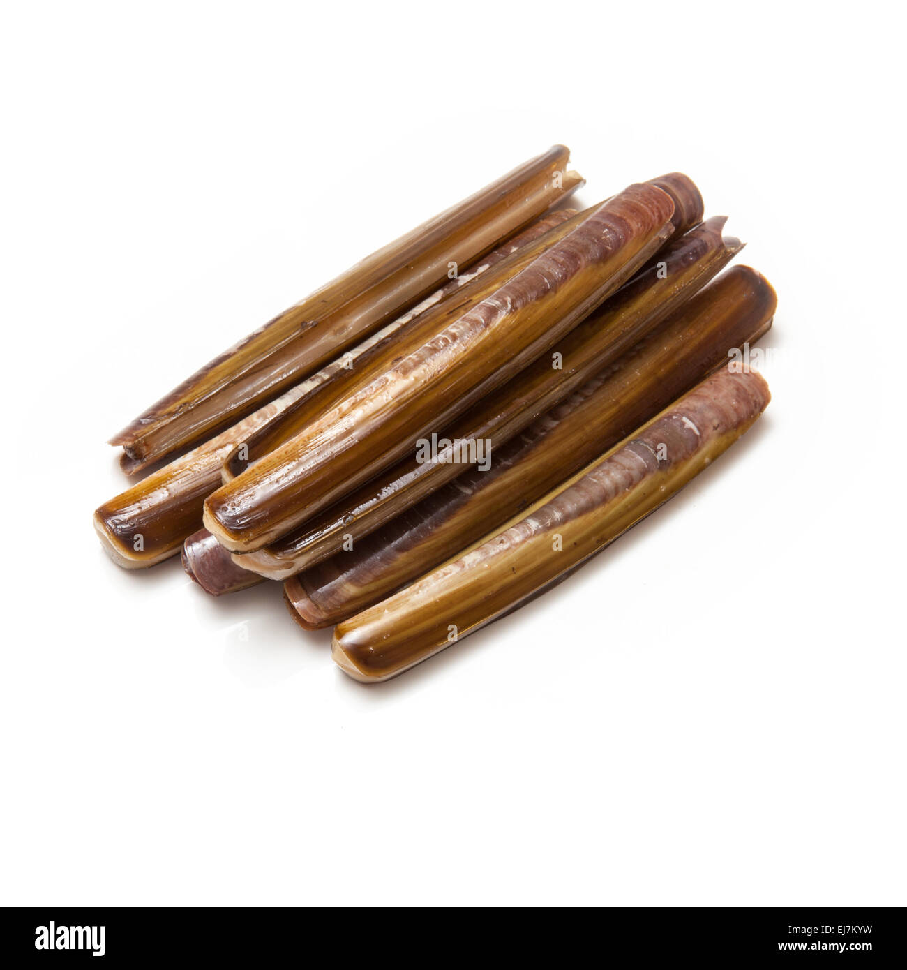 Raw Razor Clams isolated on a white studio background Stock Photo Alamy