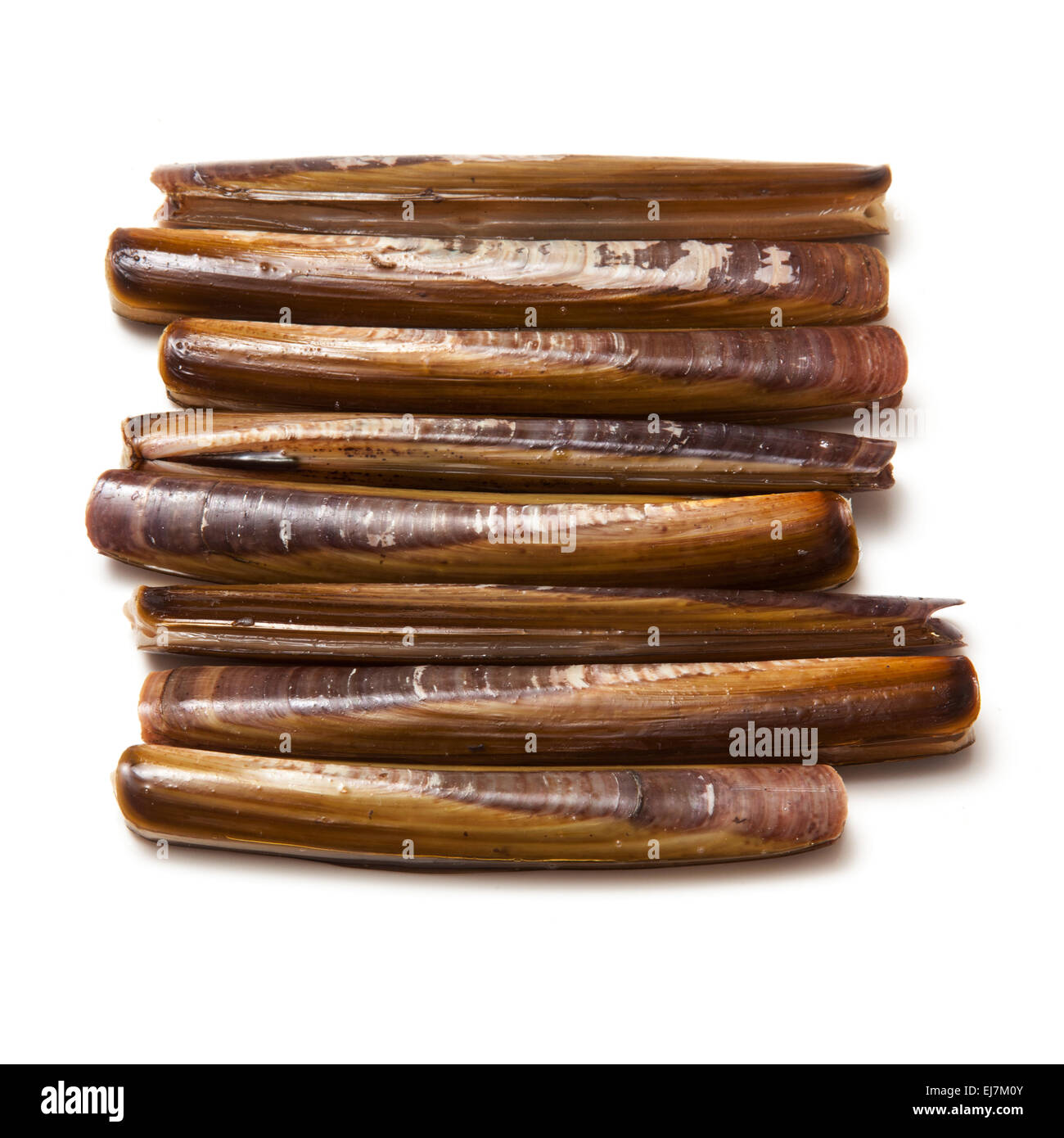 Raw Razor Clams isolated on a white studio background Stock Photo Alamy