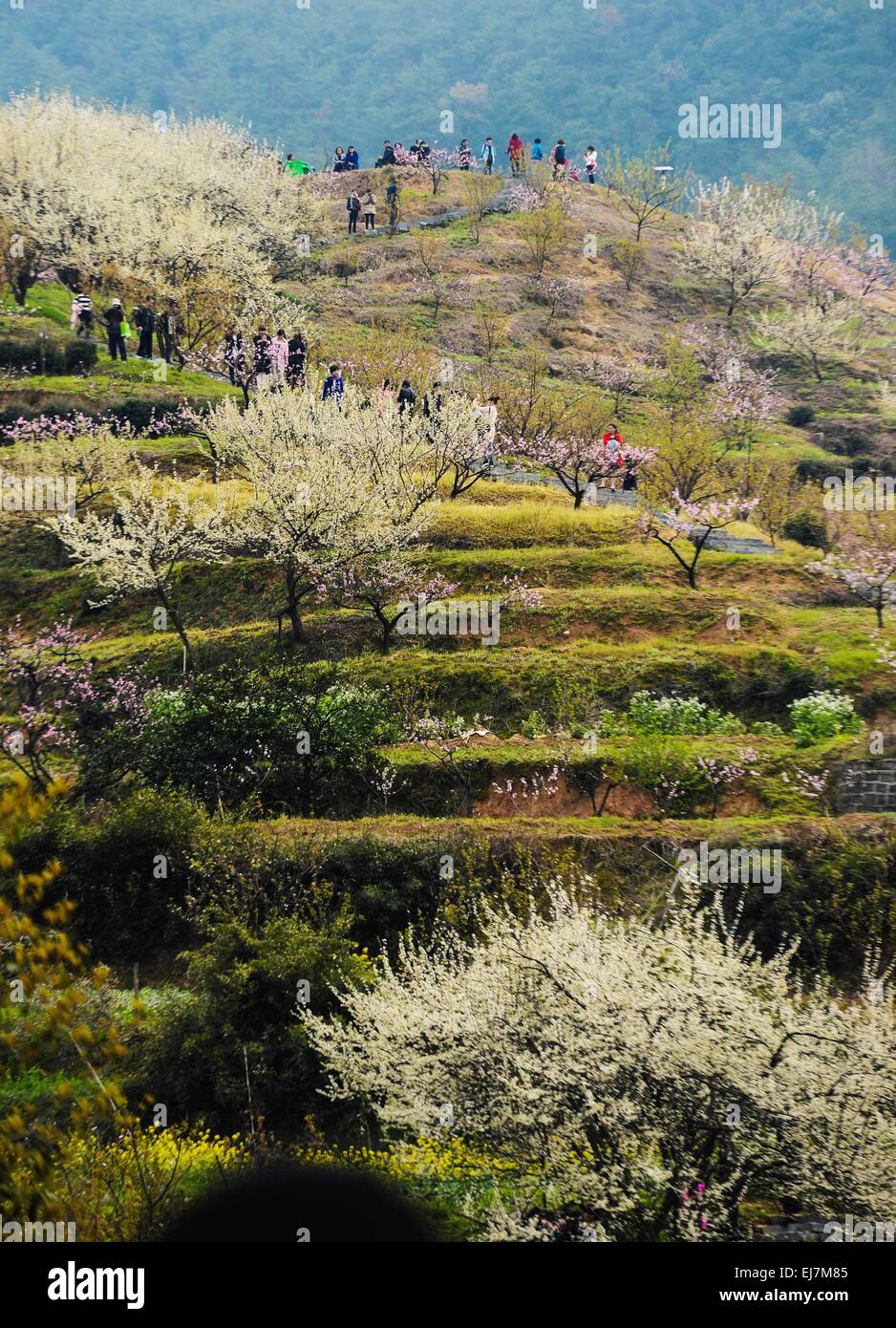 Hangzhou, China's Zhejiang Province. 23rd Mar, 2015. People visit the Yangshanfan Village in Tonglu County of Hangzhou City, capital of east China's Zhejiang Province, March 23, 2015. Various flowers blossom during Spring in Tonglu, attracting tourists to visit the County and promoting the local tourism. © Xu Yu/Xinhua/Alamy Live News Stock Photo