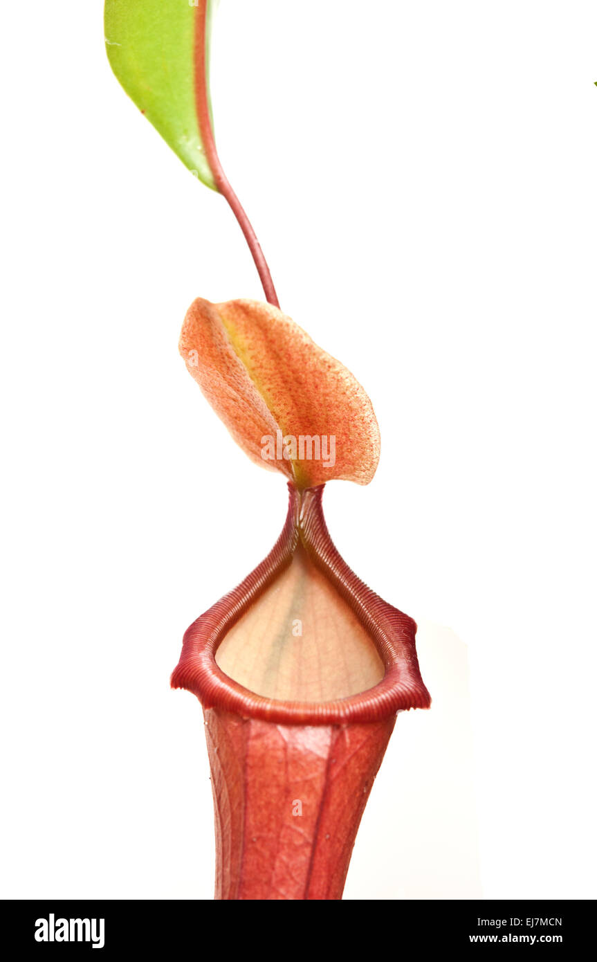 Pitcher Plant: Nepenthes alata. On white background Stock Photo