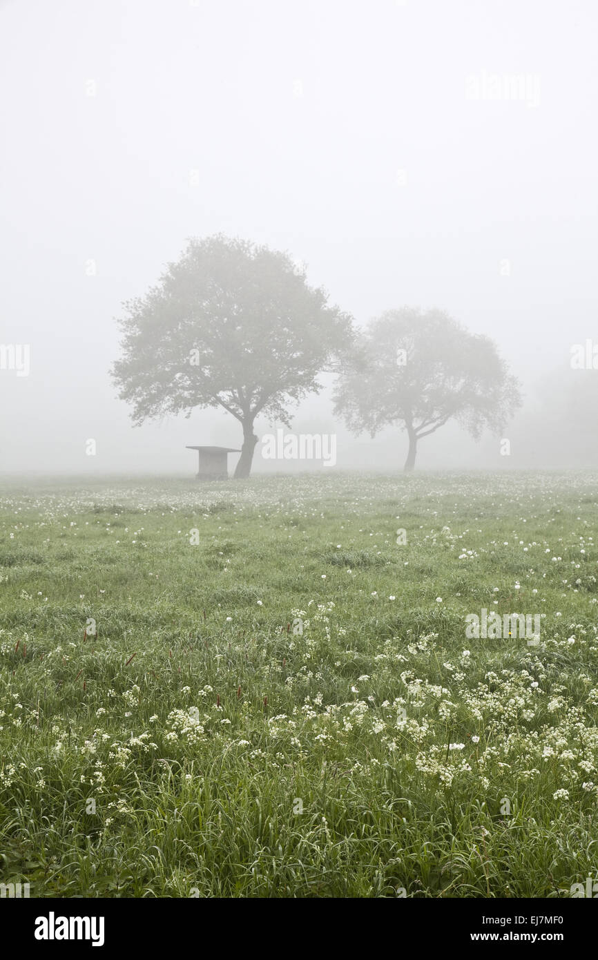 Landscape in the Mist, Hamm, Germany Stock Photo