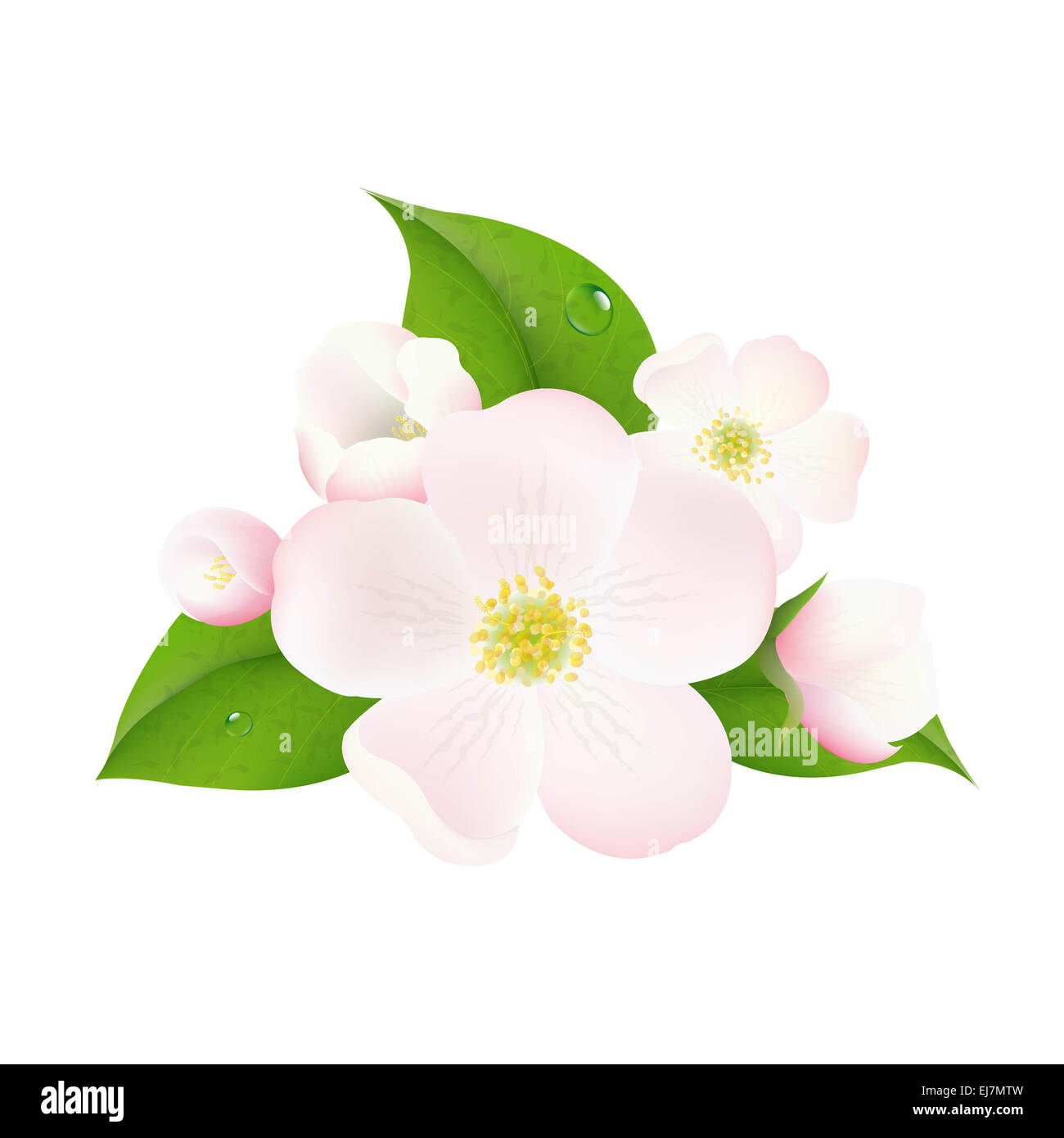 Apple Tree Flowers Stock Photo