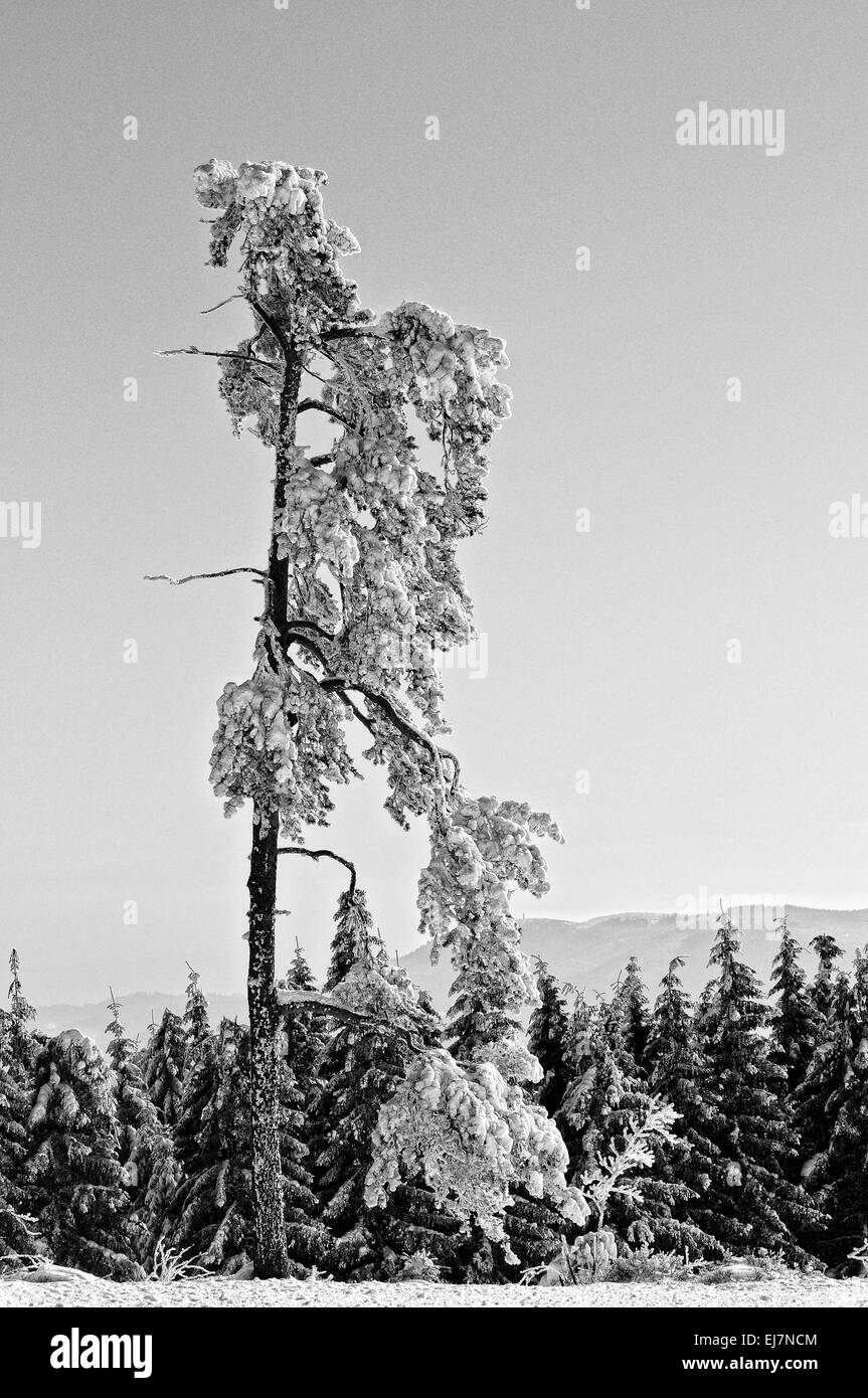 snowy winter forest black and white Stock Photo - Alamy