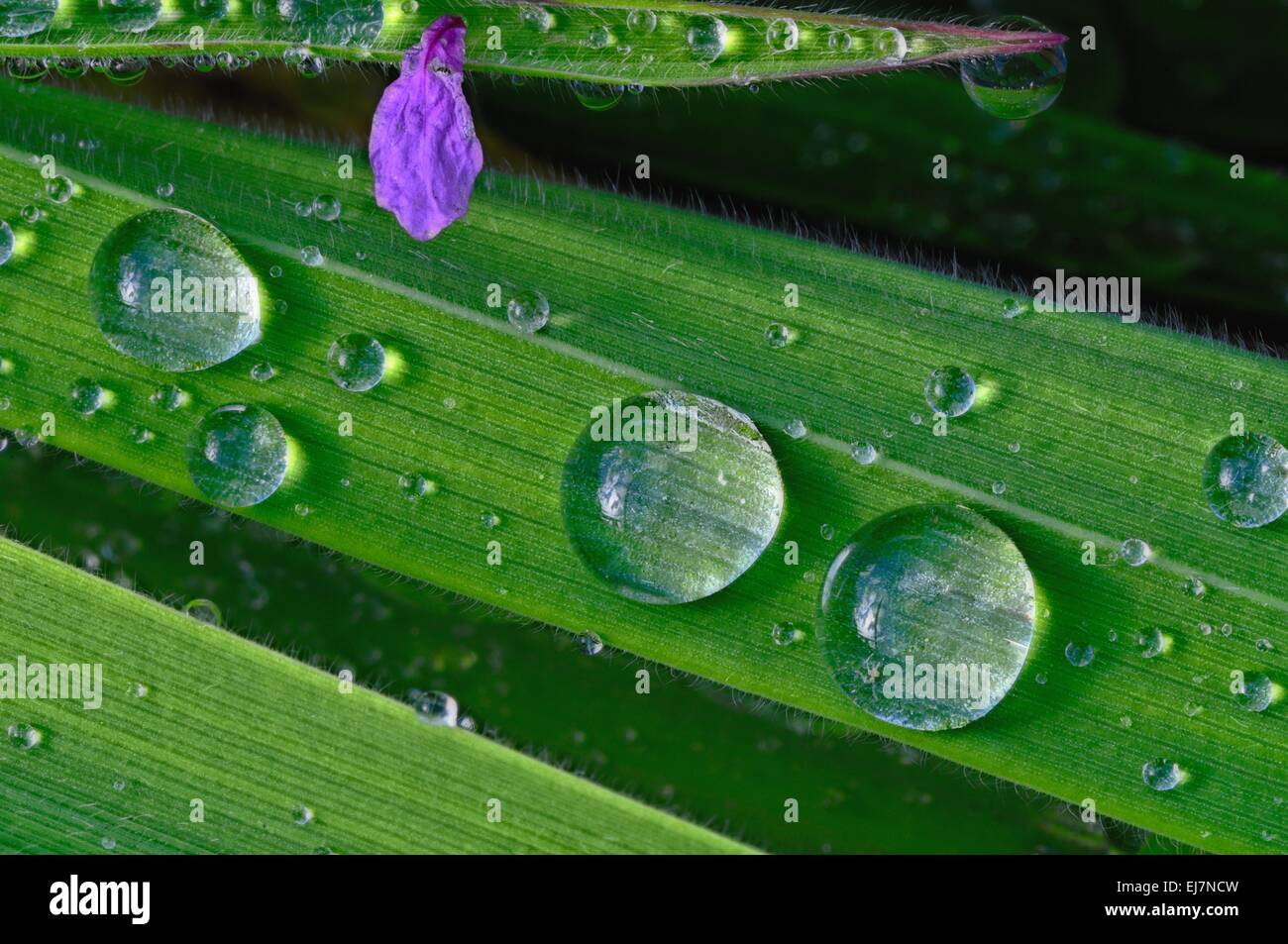 Water beads on the narrow blade of grass Stock Photo