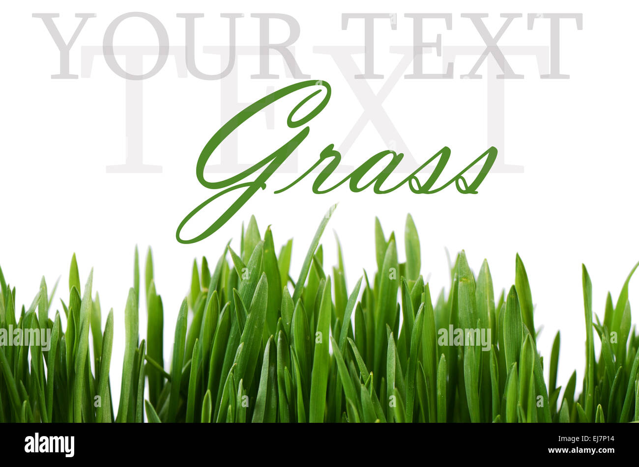 Green grass isolated on white background Stock Photo - Alamy