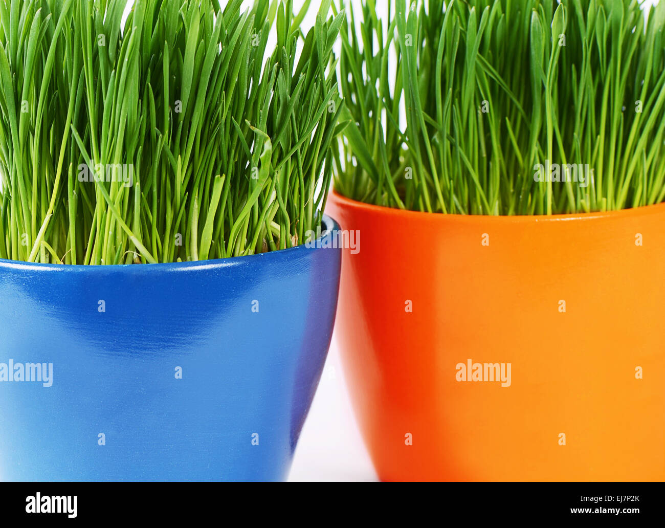 green-grass-in-pot-a-background-stock-photo-alamy