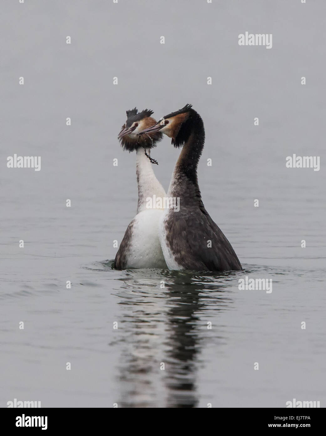 A pair of Great Crested Grebes participating in their courtship dance where they rear up with weed in their beaks Stock Photo