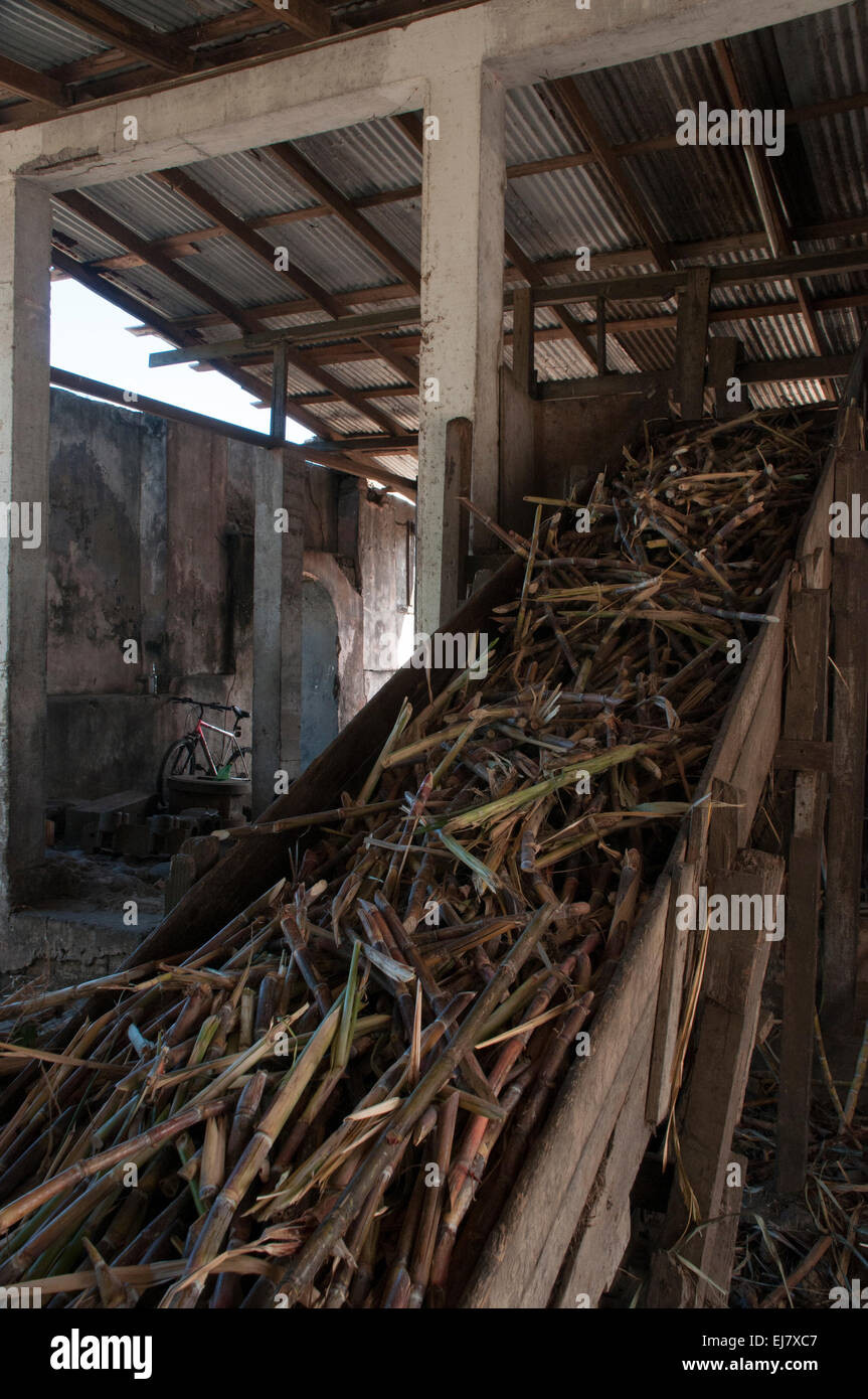 The sweet fluid is squeezed off the sugarcane, fermented and distilled