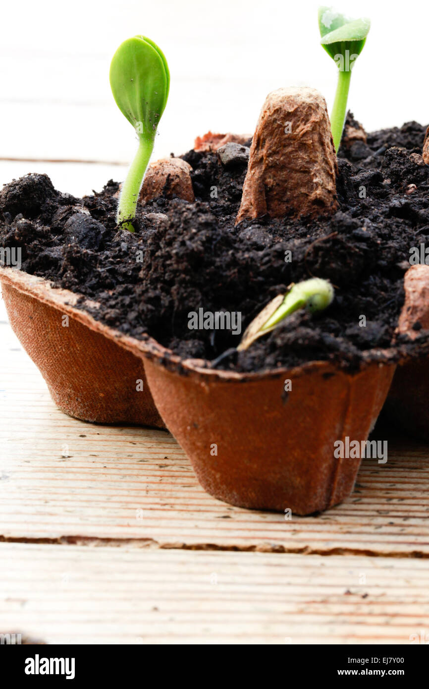 Jack O'Lantern Pumpkin seedlings germinating in a recycled egg box. Stock Photo