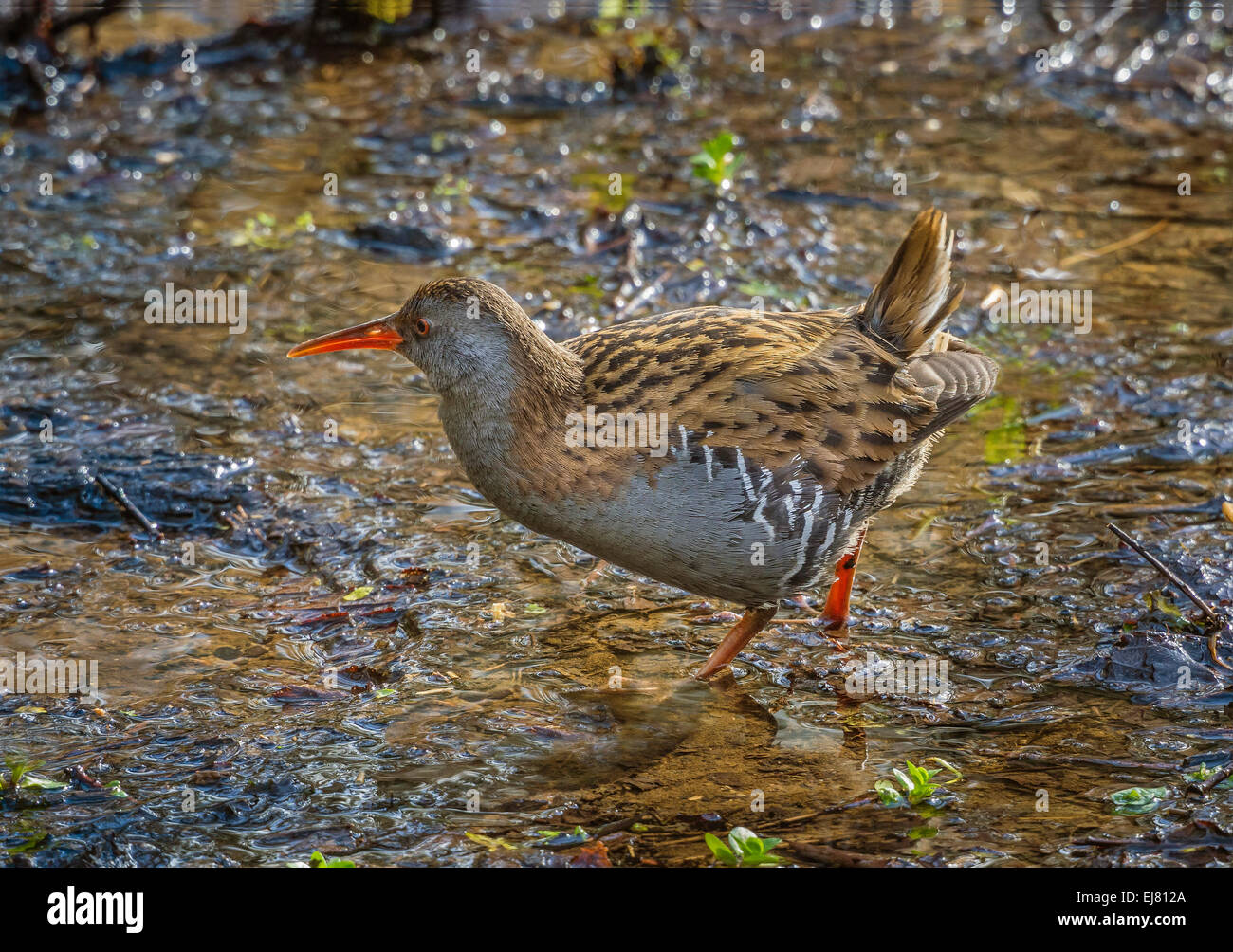 Water Rail (Rallus aquatics), aquatic bird standing in marsh habitat, Dorset, England, UK. Stock Photo