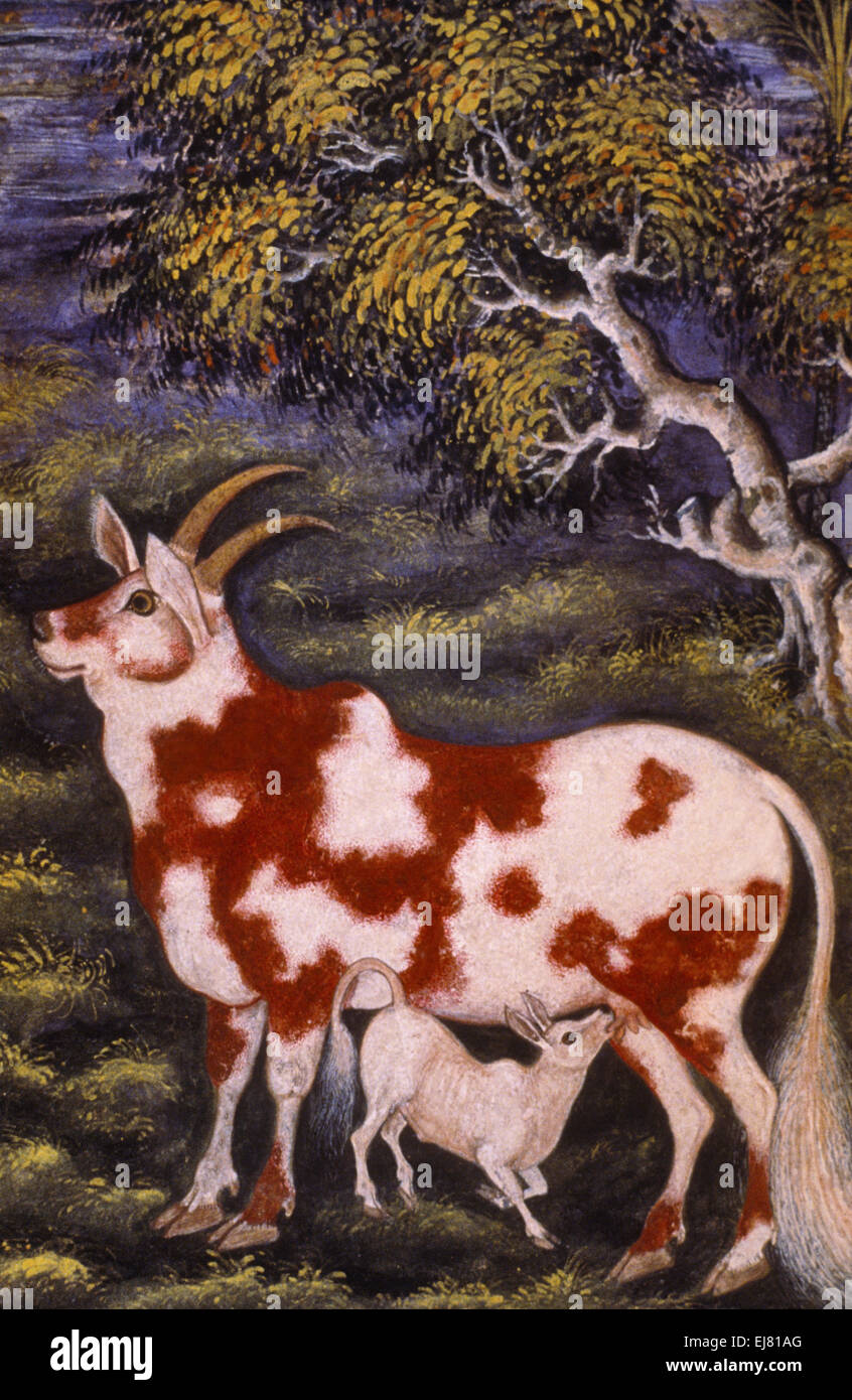 Miniature Cow Stock Photos Miniature Cow Stock Images Alamy