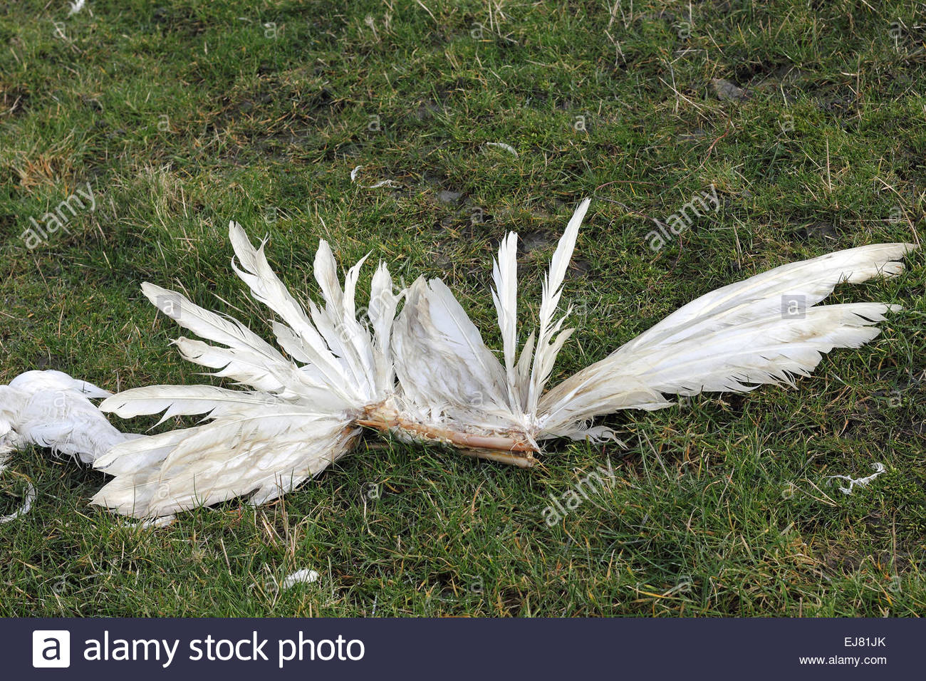 Bird Pluck Feathers Stock Photos & Bird Pluck Feathers Stock Images Alamy