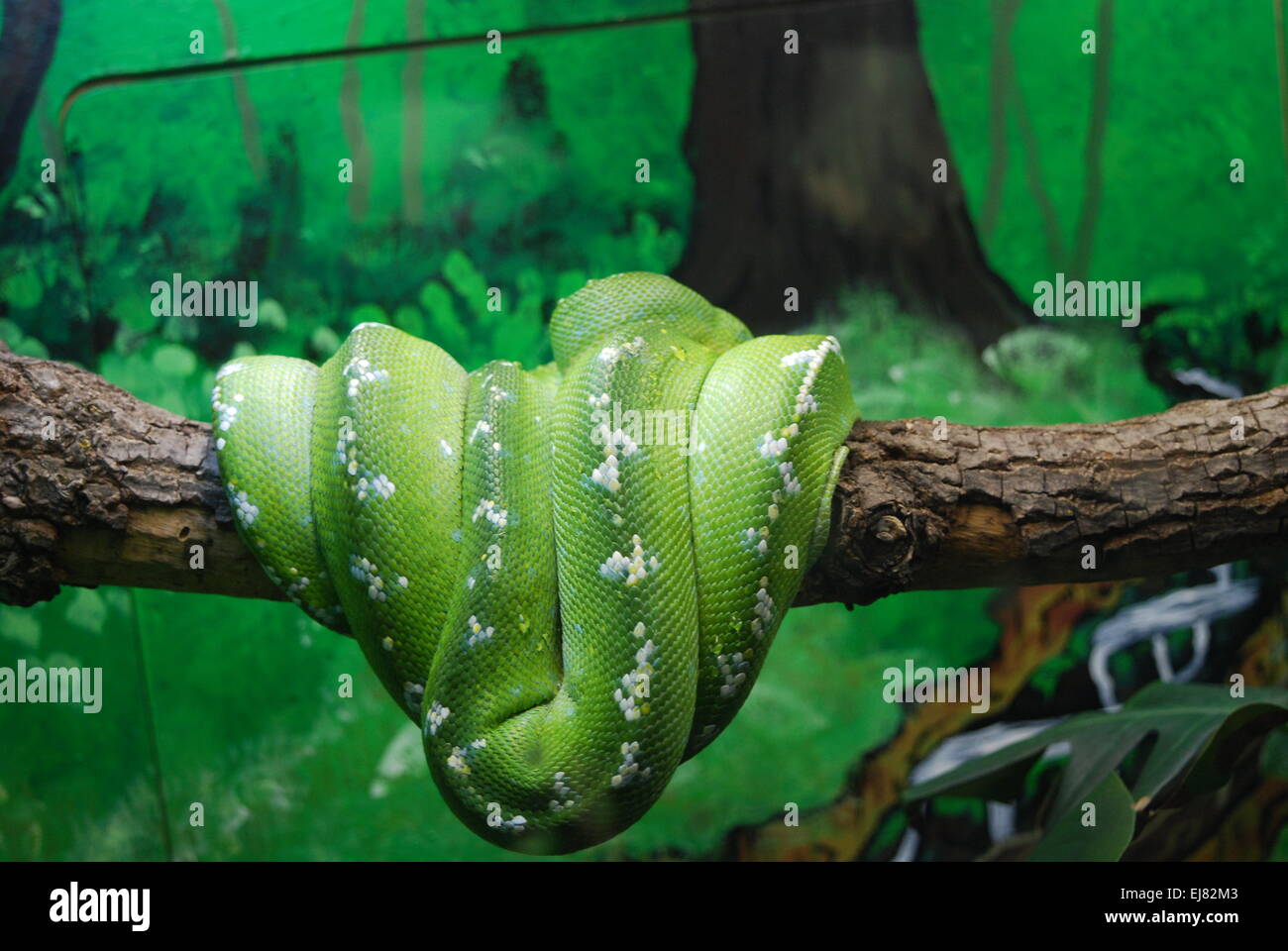 Green tree python wrapped around a branch Stock Photo