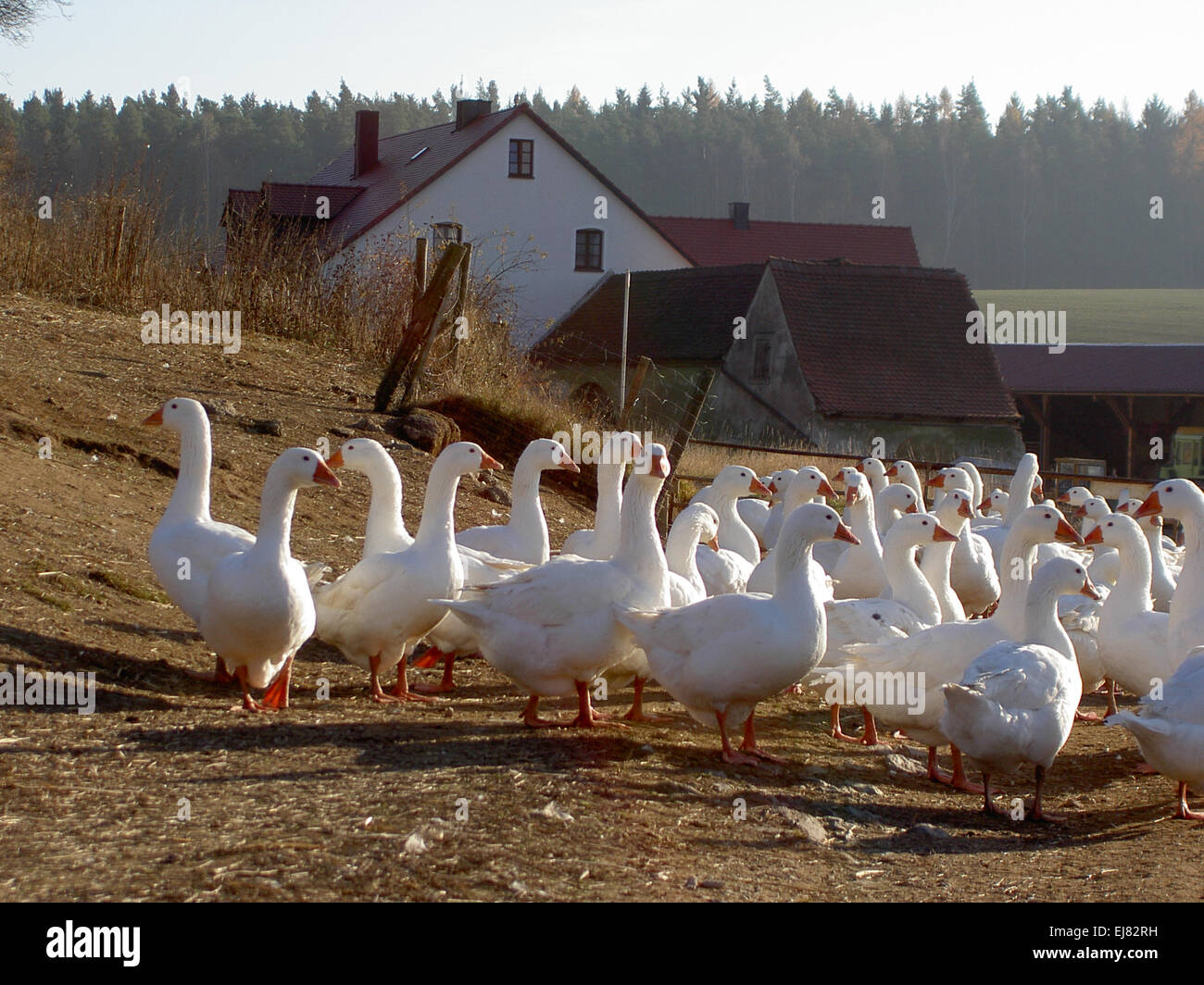 goose farm Stock Photo Alamy