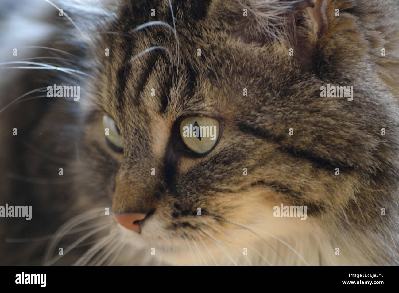 tabby domestic cat - Close-up Stock Photo