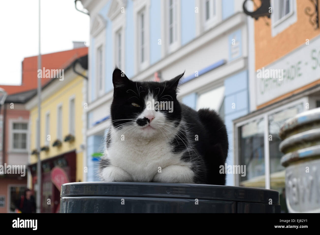 Cat middle of the town square Stock Photo