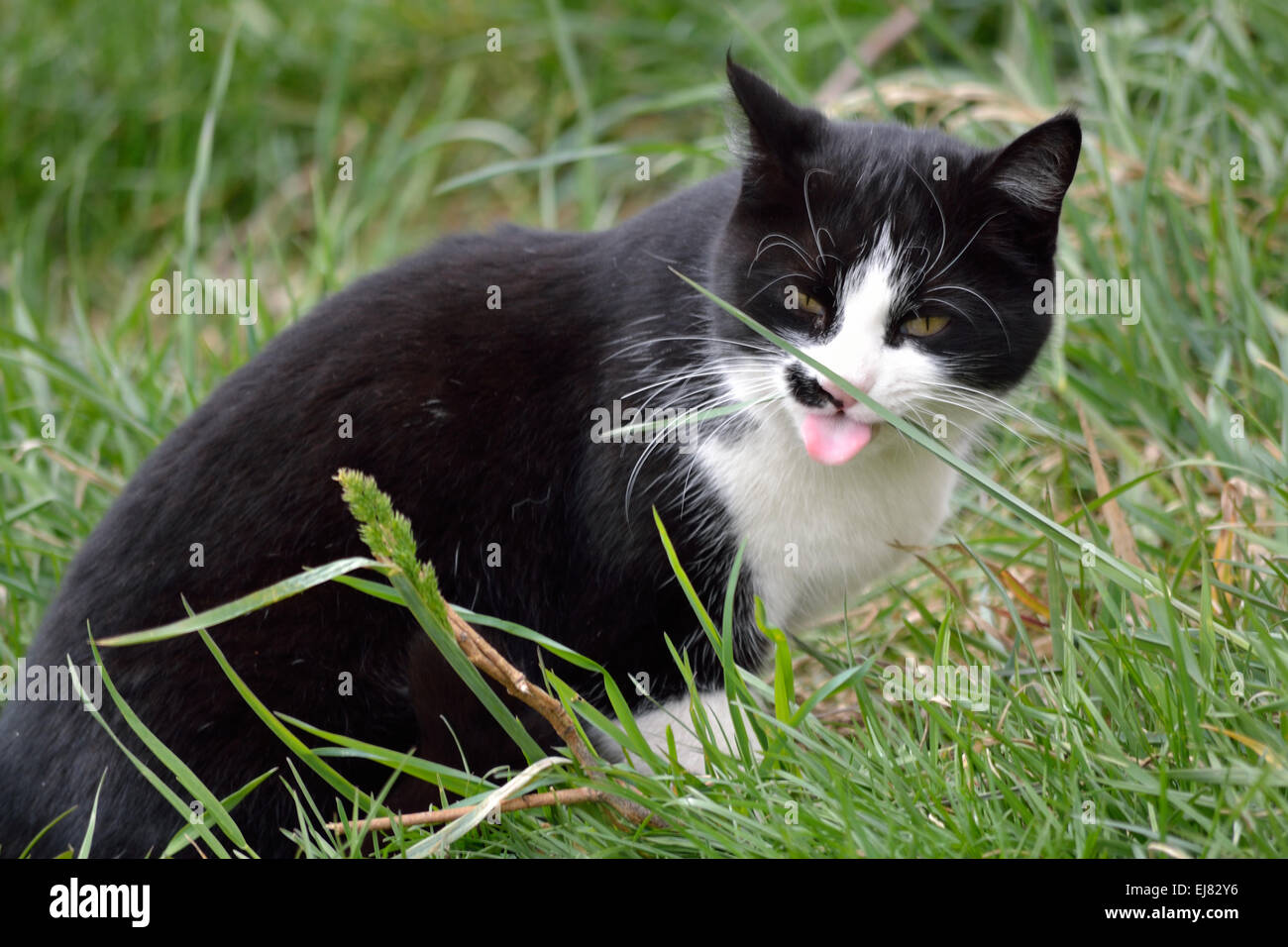 Cat eats grass Stock Photo