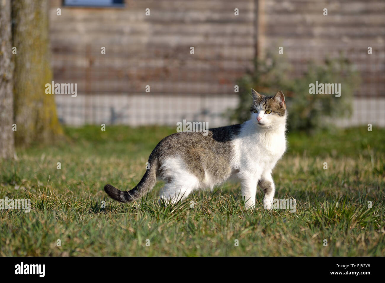 House cat looking for food Stock Photo