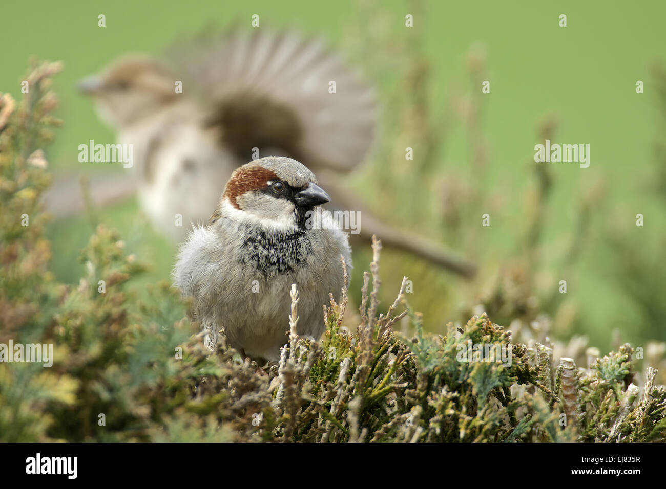 House Sparrow Stock Photo