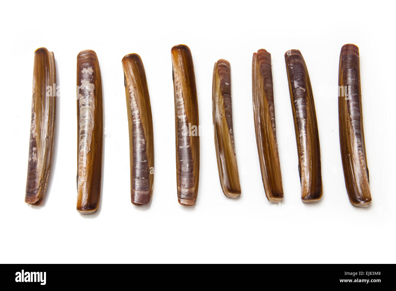 Raw Razor Clams isolated on a white studio background Stock Photo Alamy