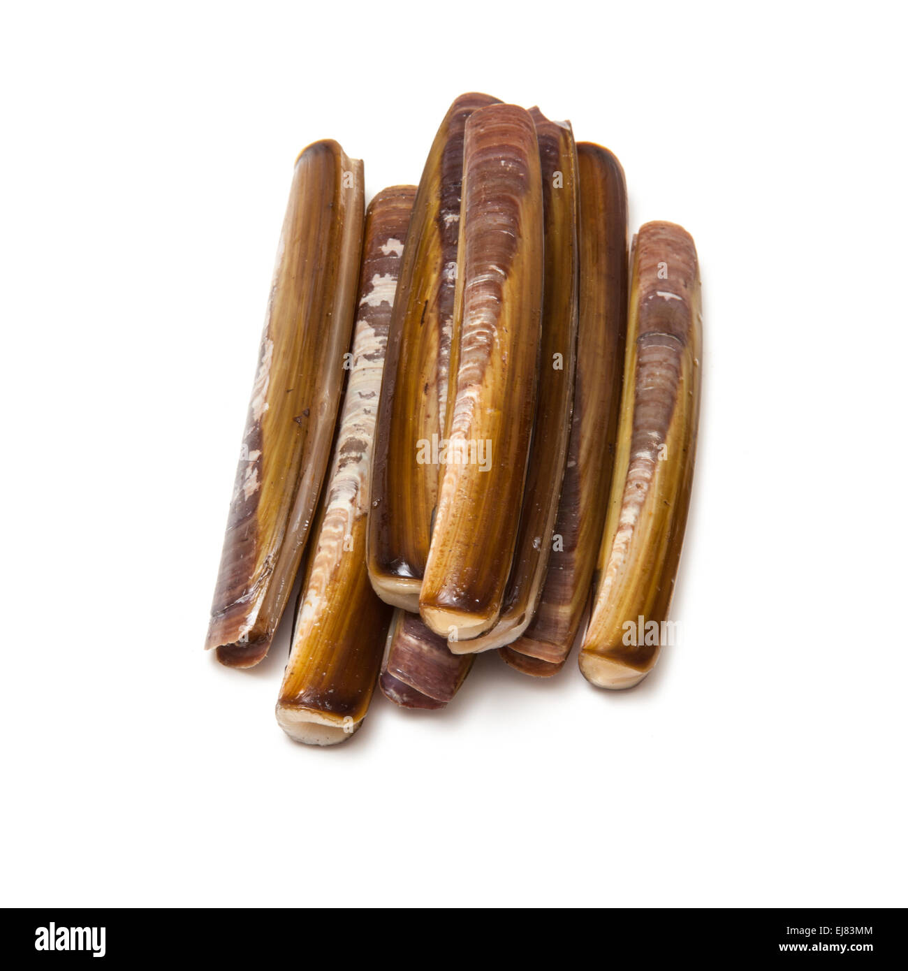 Raw Razor Clams isolated on a white studio background Stock Photo Alamy