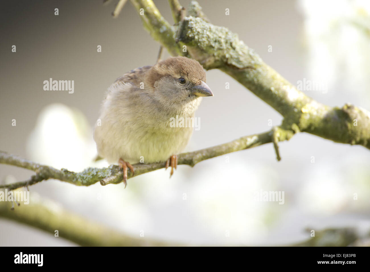 House Sparrow Stock Photo