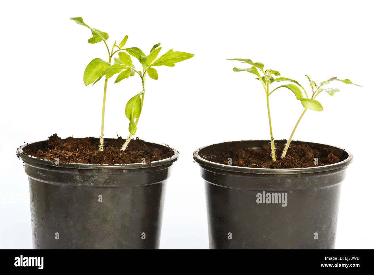 Tomato plant Stock Photo