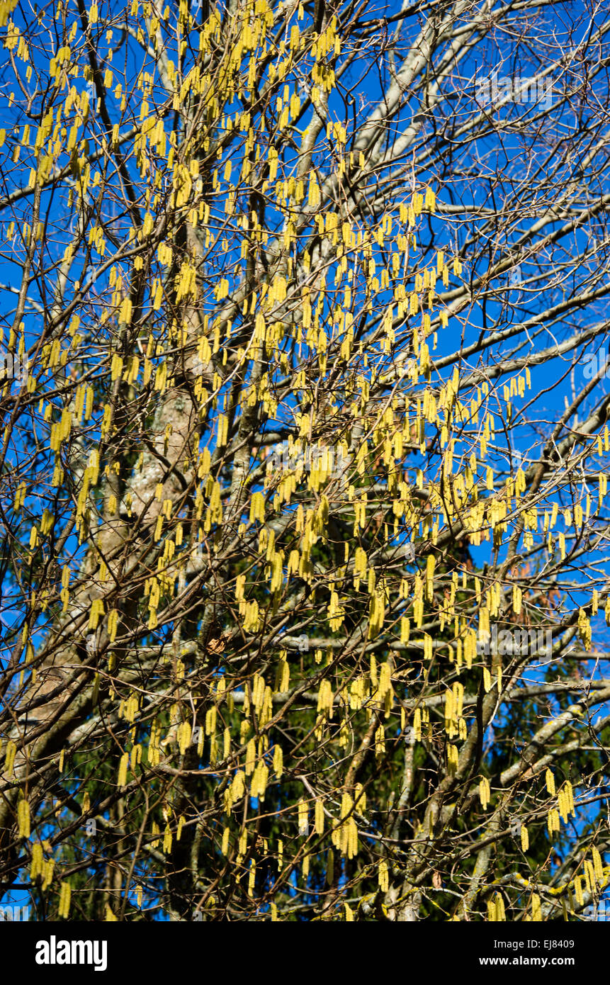 Hazelnut blossom hires stock photography and images Alamy
