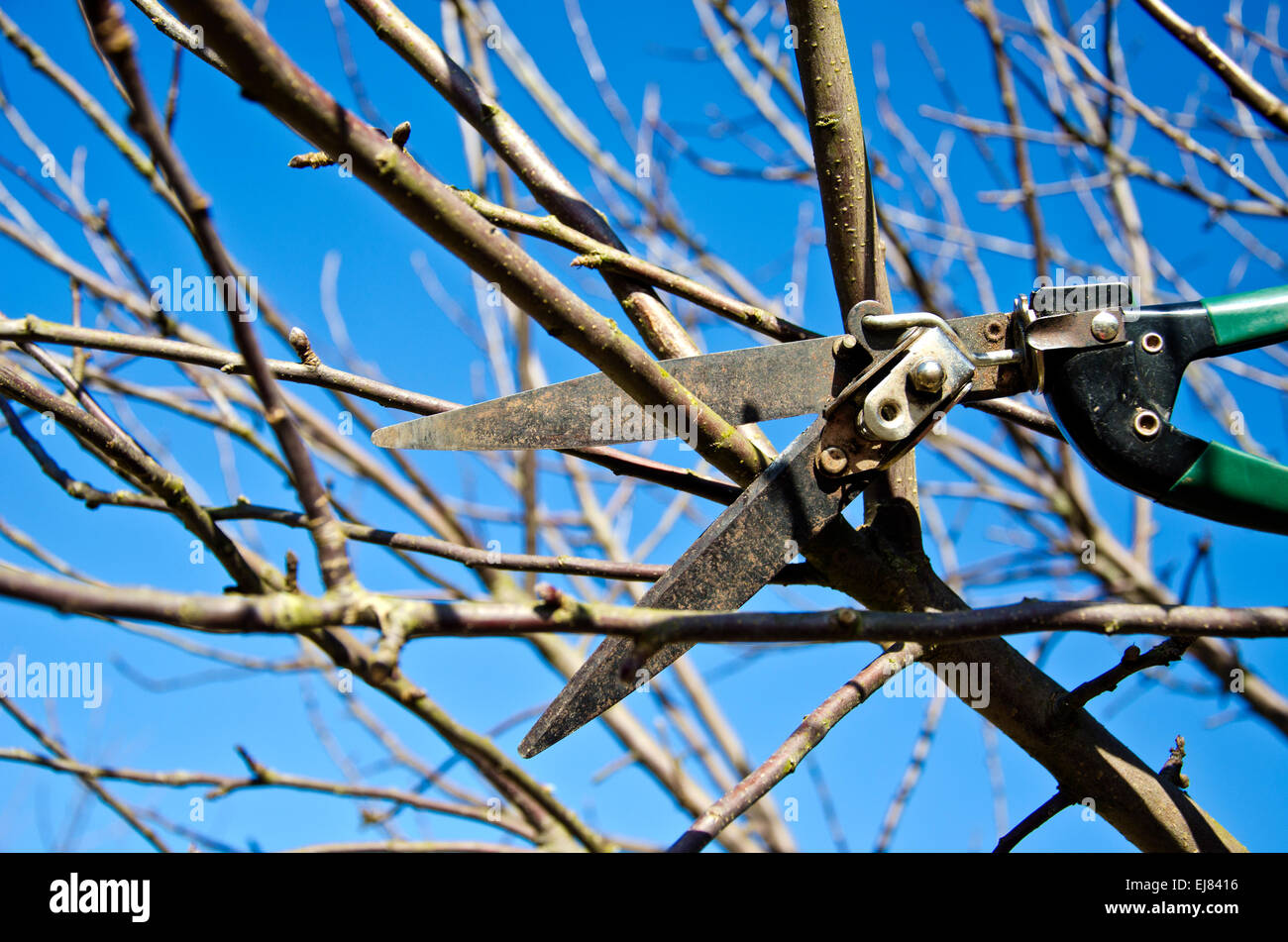 cut trim prune apple tree branch in spring with scissors tool Stock