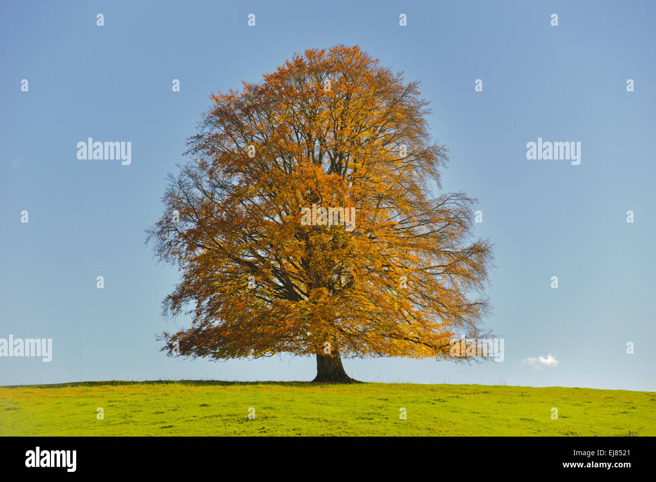 single big beech tree at autumn in Bavaria Stock Photo