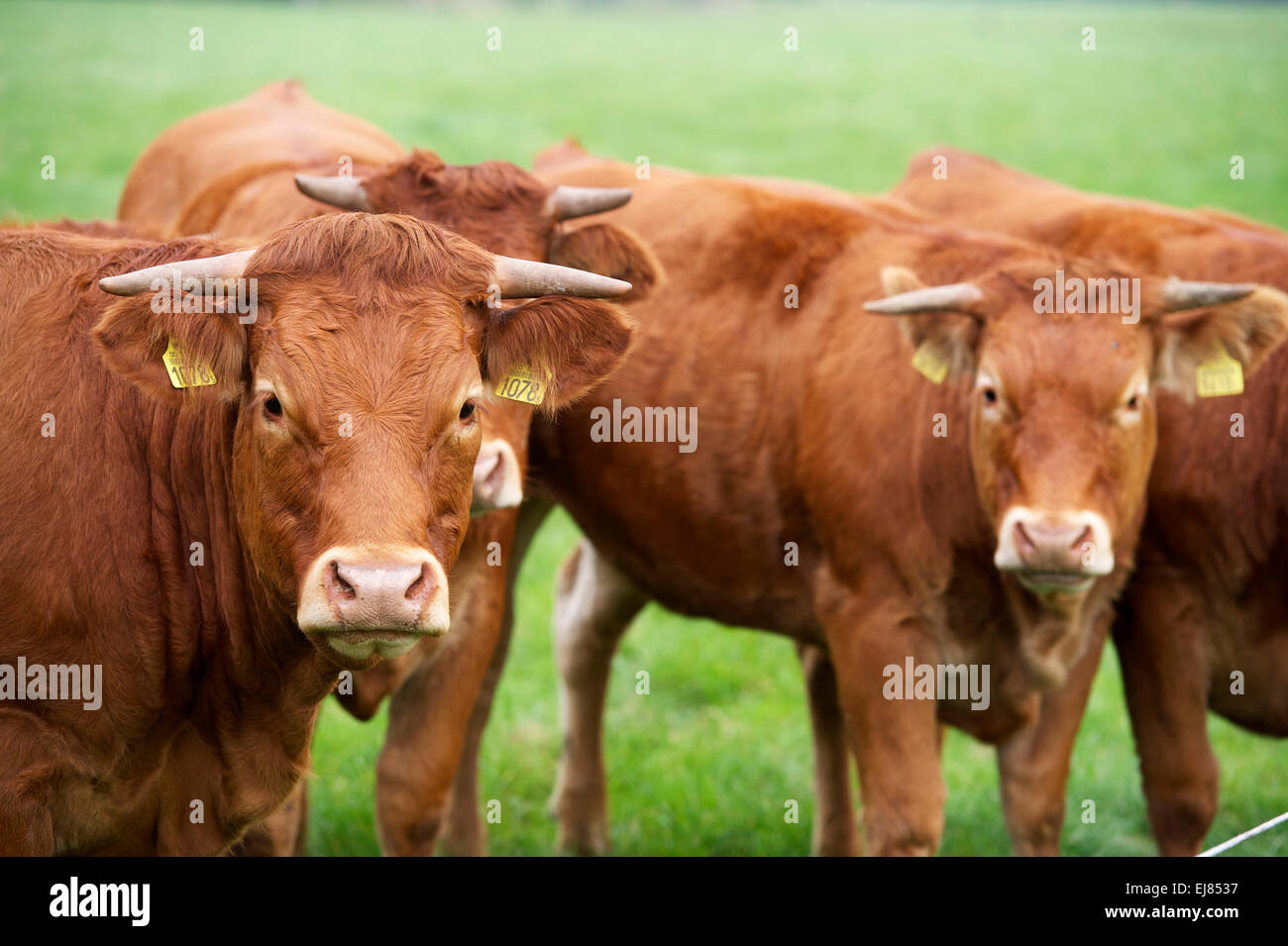 The Netherlands. Barneveld. 24-09-2014. A farm with cows. Stock Photo