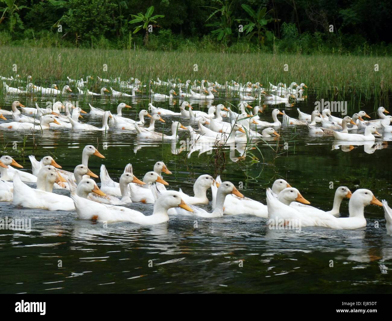 Wild ducks in nature hi-res stock photography and images - Alamy