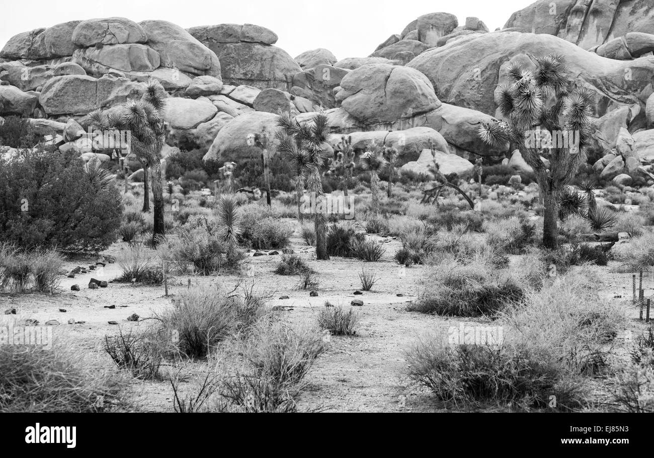 Joshua tree monument hires stock photography and images Alamy