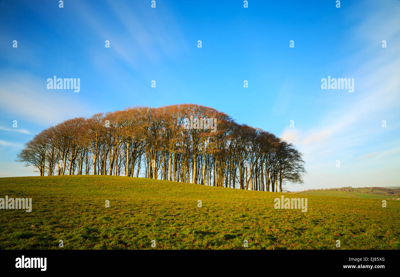 The copse of beech trees commonly known as fairy wood Stock Photo Alamy