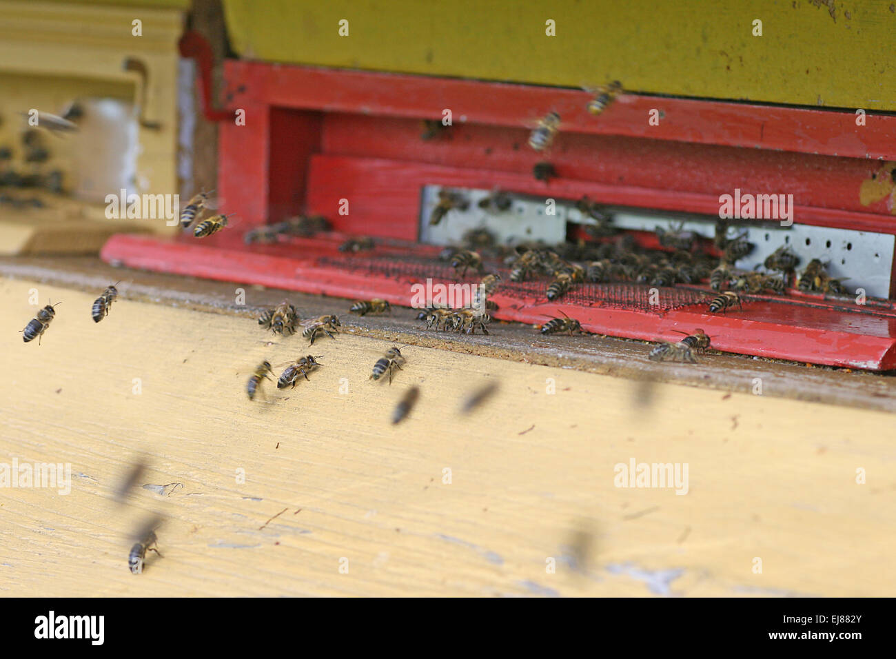 apiary Stock Photo